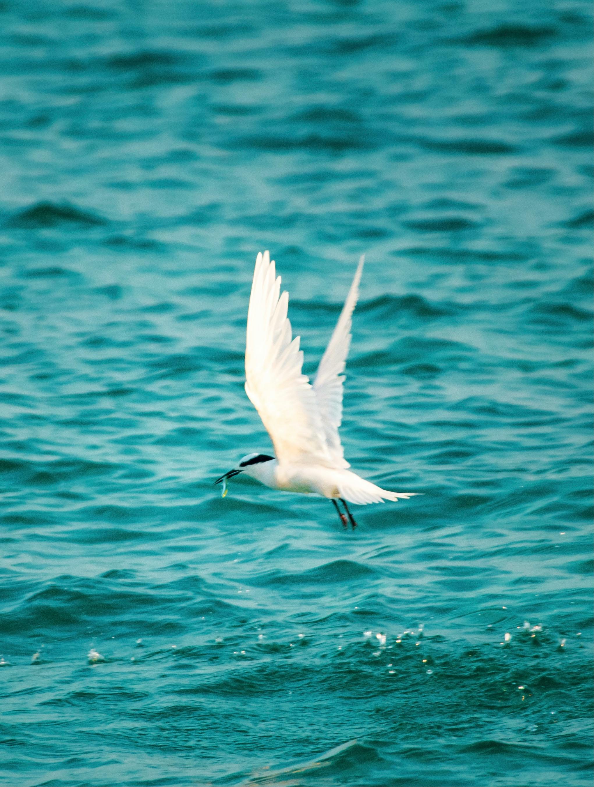 white gull flying over sea