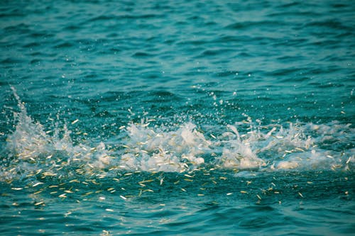 Small fish splashing in water