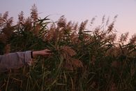 Person touching efflorescence of plants in countryside