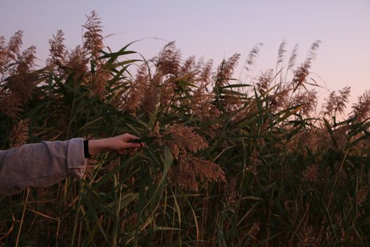 Person touching efflorescence of plants in countryside