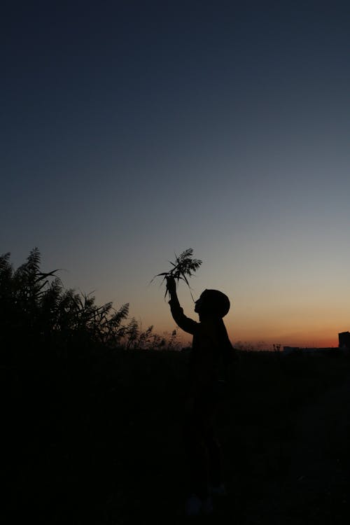 Side view silhouette of anonymous person picking grass in field against cloudless evening sky