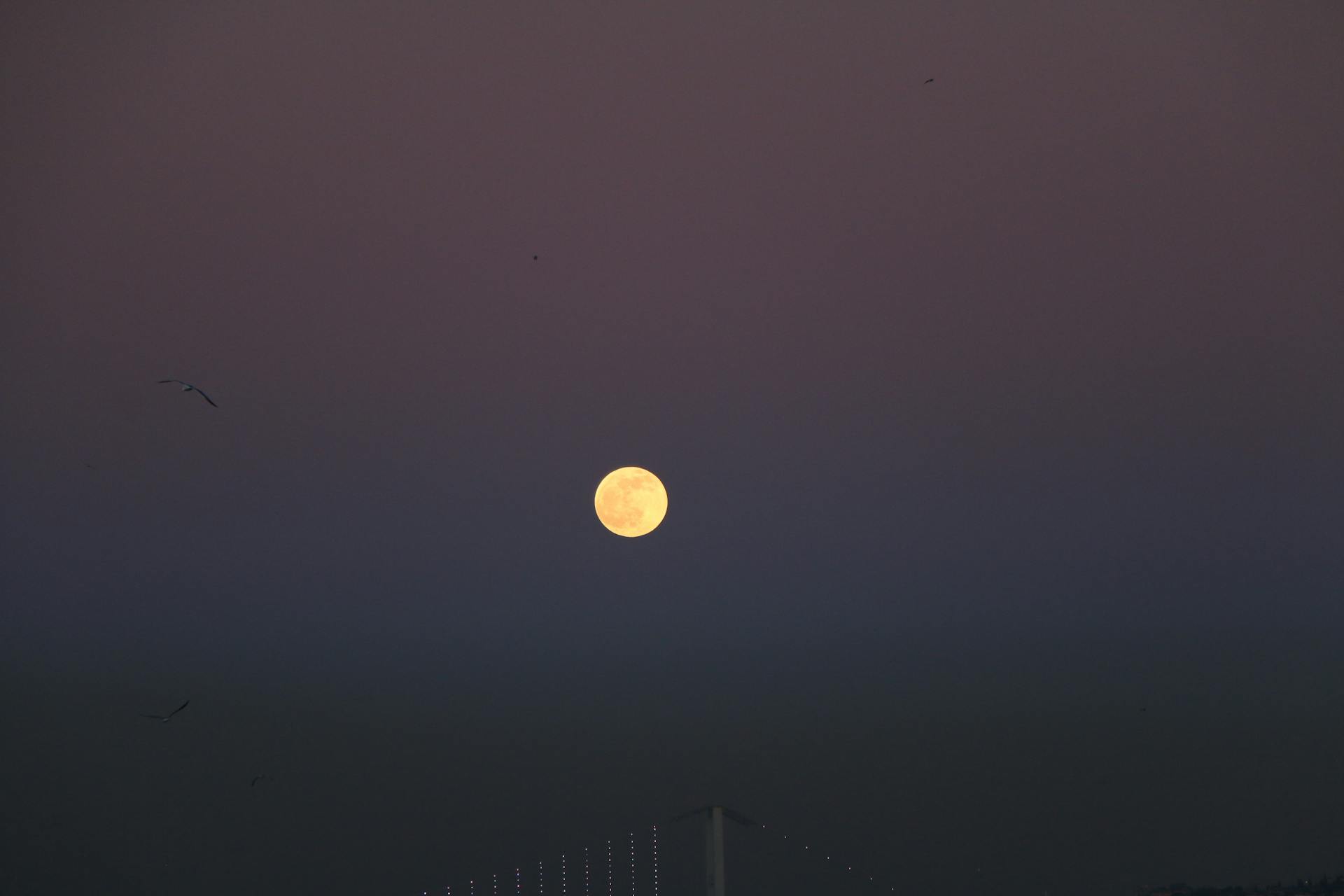 Picturesque view of silhouette of birds flying over cloudless night sky with shining moon