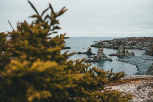 Free Explore a scenic coastal view with dramatic rock formations and lush foreground foliage. Stock Photo