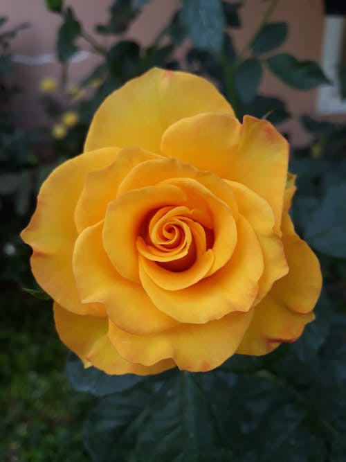 Free Close-Up Shot of a Yellow Rose in Bloom Stock Photo