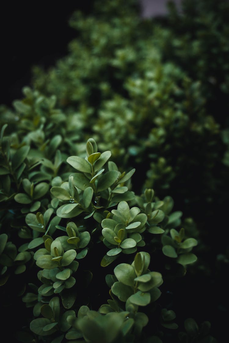 Close-up Of Boxwood