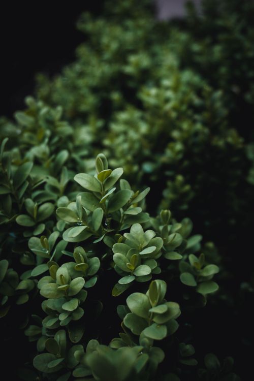 Free Vibrant close-up of green boxwood leaves in natural light, showcasing fresh foliage. Stock Photo