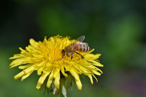 Photos gratuites de abeille, fermer, fleur jaune