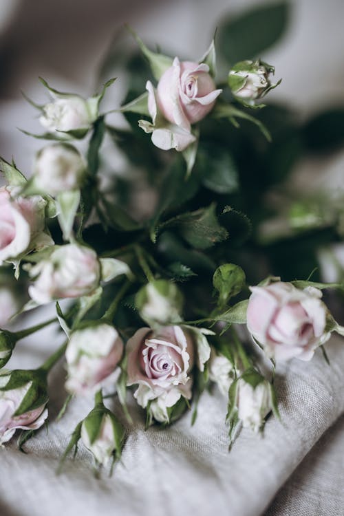 Close-Up Shot of White Roses