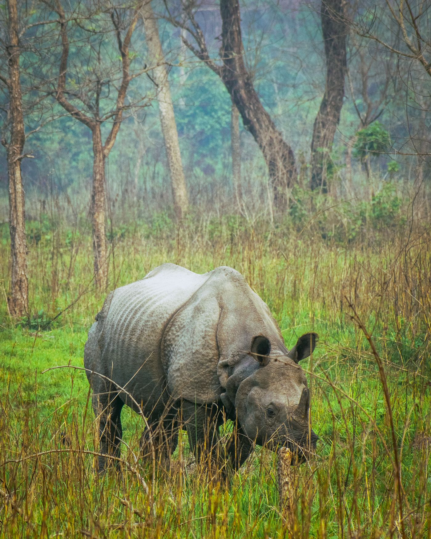 Chitwan 3