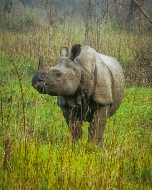 Free A one-horned rhinoceros grazing in the grasslands of Subarnapur, Nepal. Stock Photo
