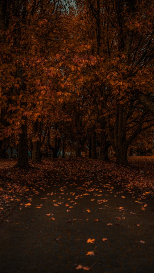Základová fotografie zdarma na téma krajina, padání, podzim