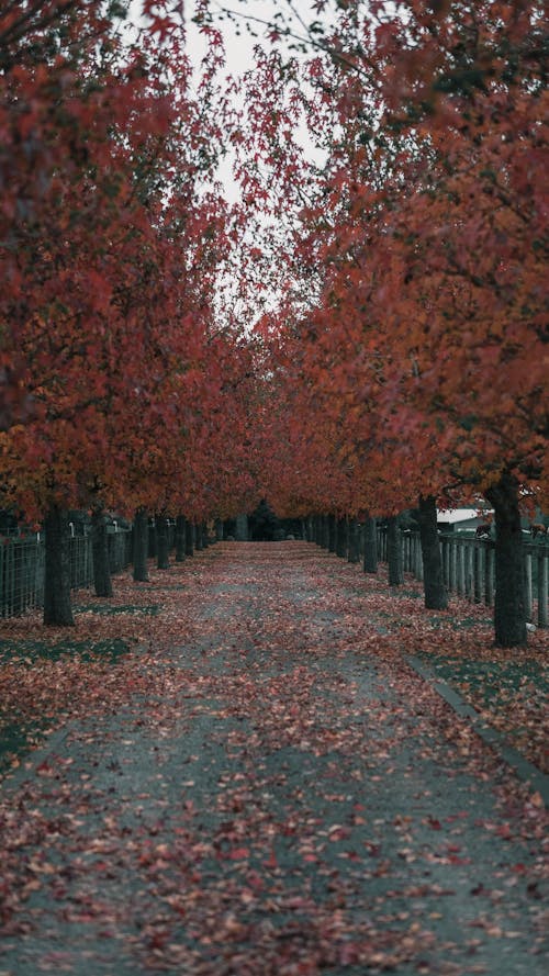 Gratis stockfoto met bomen, herfst, omvallen