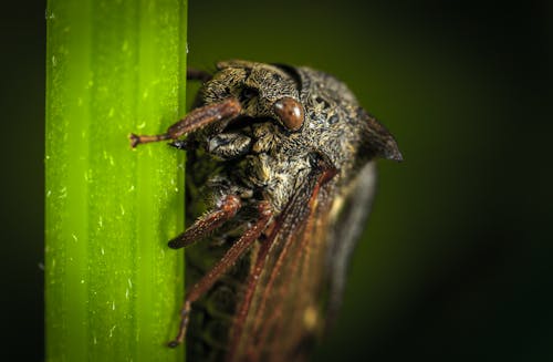 Nahaufnahmefoto Der Schwarzen Zikade Auf Grünem Blatt