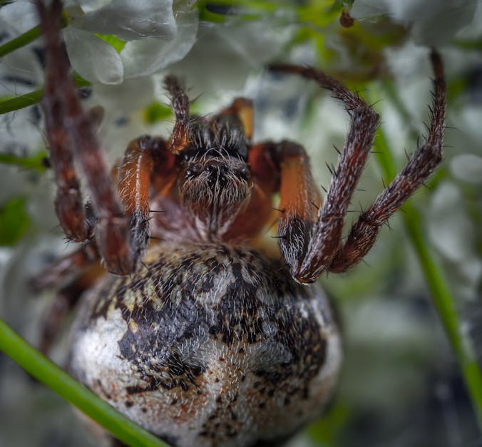 Free stock photo of arachnid, macro, spider