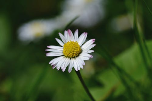 Бесплатное стоковое фото с белый цветок, глубина резкости, крупный план