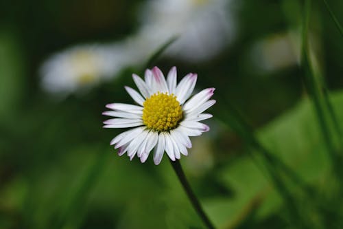 Close-Up Shot of a White Daisy in Bloom