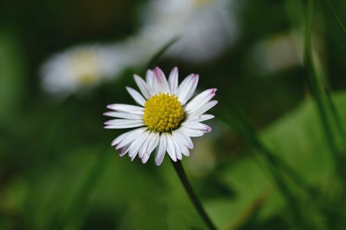 Free Delicate white daisy flower in bloom with a blurred green background, showcasing nature's beauty. Stock Photo