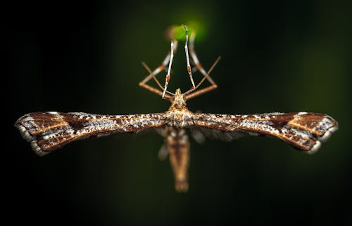 Close-Up Photo of Brown Plume Moth