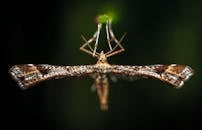 羽状蛾在自然环境中展示其翅膀细节的特写视图