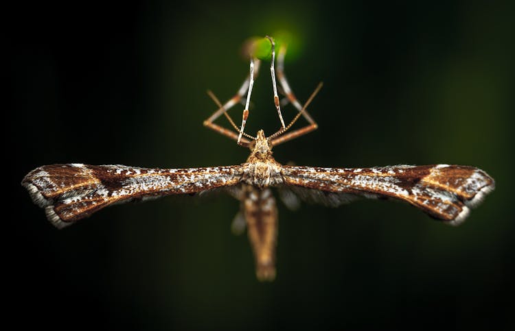 Close-Up Photo Of Brown Plume Moth