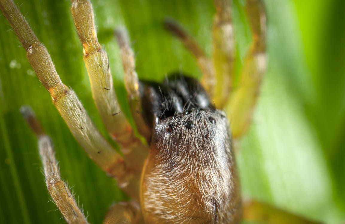 Free stock photo of arachnid, macro, spider Stock Photo