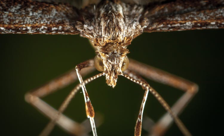 Macro Photography Of Brown Plume Moth