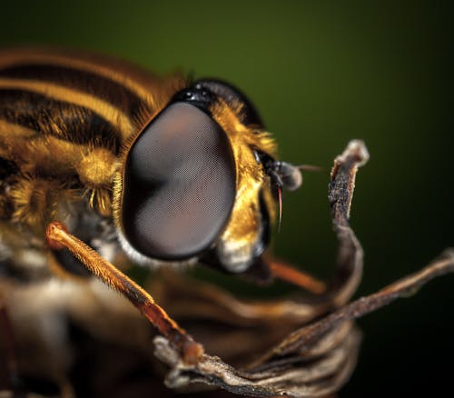 Makrofotografie Der Biene