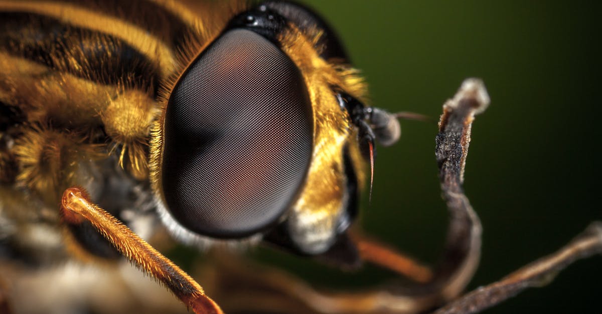 How are wasp nests created