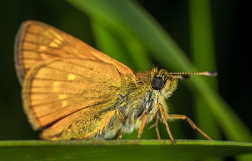 Bruine Vlinder In Close Upfotografie