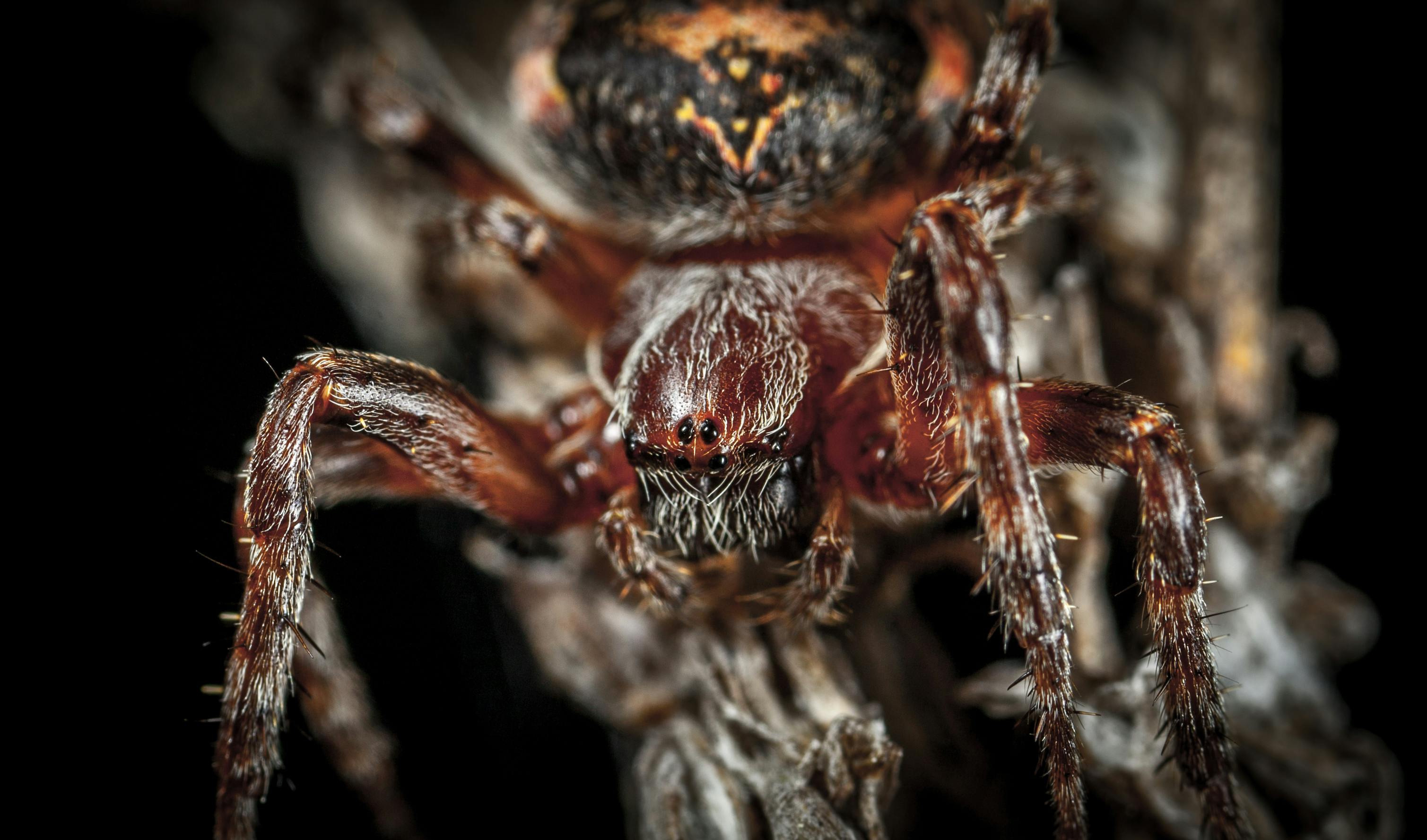 micro photography of spider