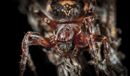 Free Micro Photography of Spider Stock Photo