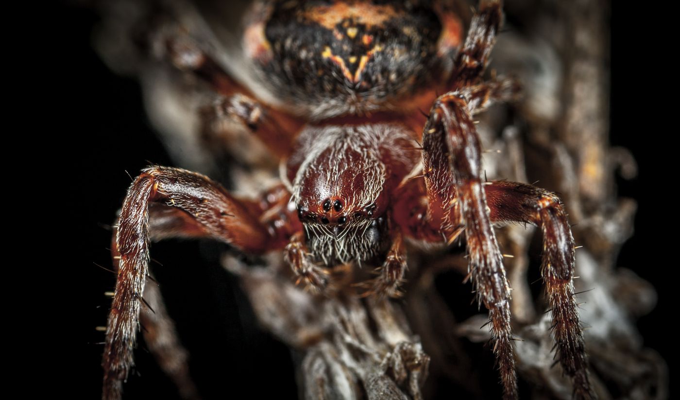 Close-up macro photograph of a spider, a common pest addressed by Pest Control Santa Ana CA