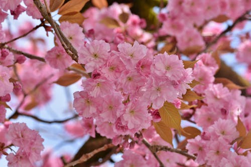 Ilmainen kuvapankkikuva tunnisteilla 4k taustakuva, epäselvä tausta, kirsikankukat