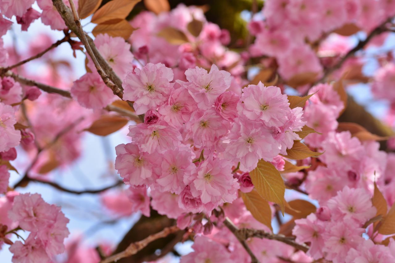 close up of vibrant pink cherry blossoms in full bloom during spring