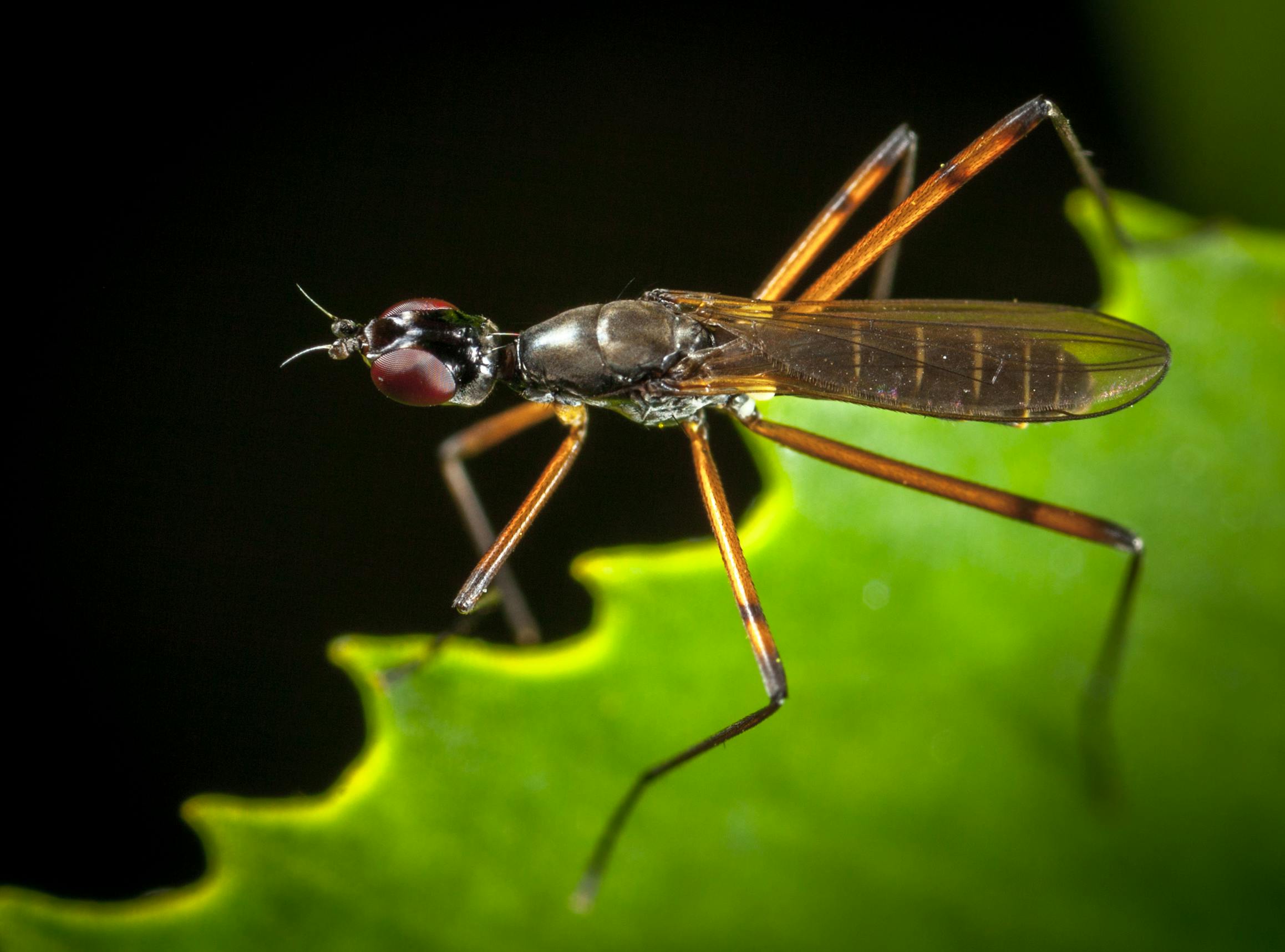 macro photography bugs