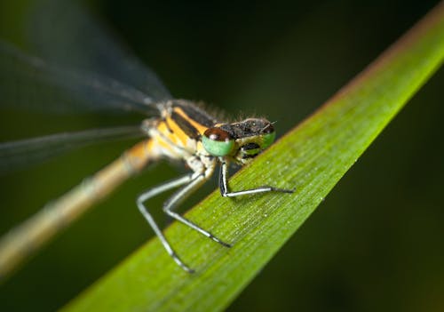 免费 绿色和黄色的蜻蜓栖息在绿叶上的选择性聚焦摄影 素材图片