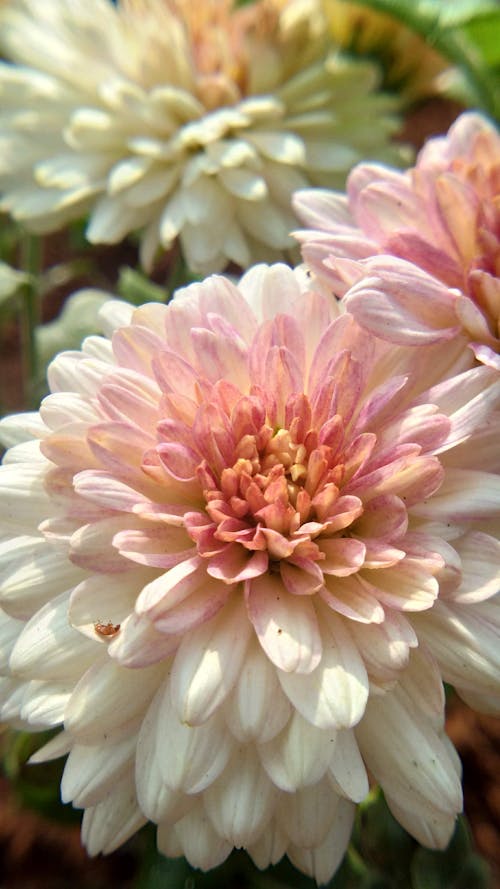 Free stock photo of beautiful flowers, blooming flower, chrysanthemum Stock Photo