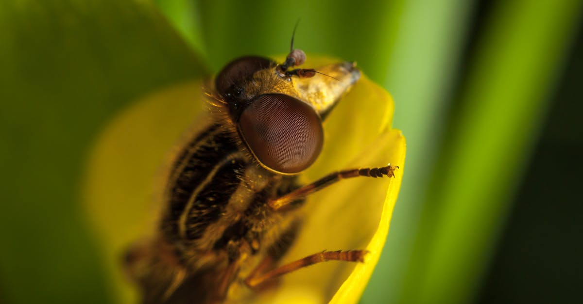 Close Up Photo of Brown and Black Roberfly