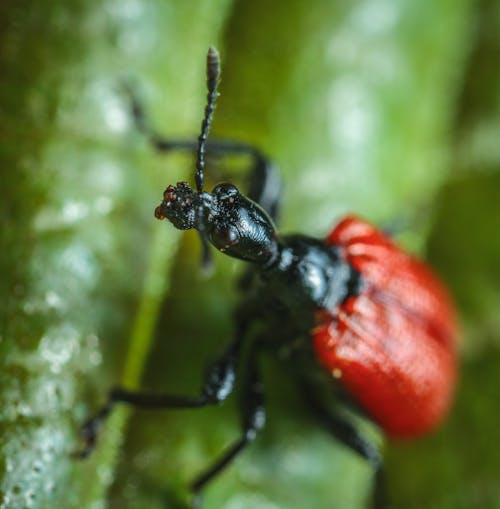 бесплатная Красное и черное насекомое Стоковое фото
