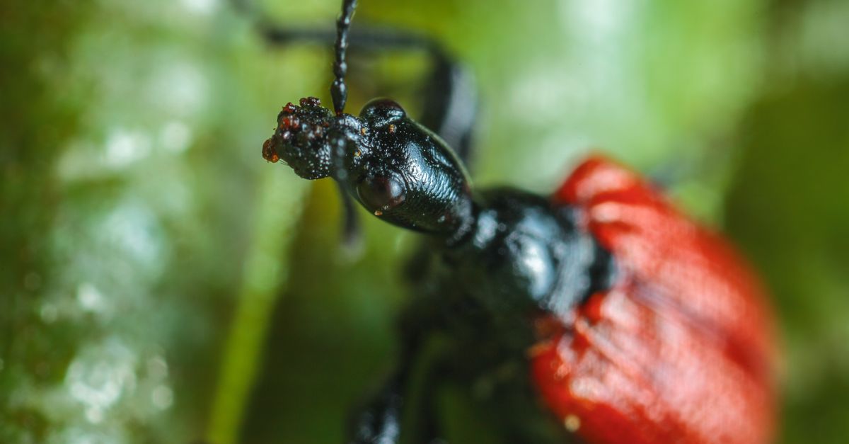Insect Red Background Red and Black Insect · Free Stock Photo