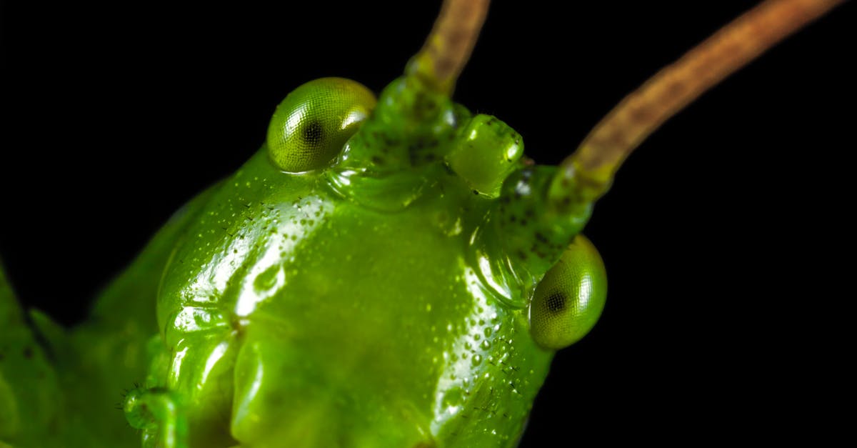 Closeup Photography of Green Grasshopper