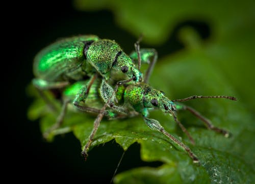 Close Up Photo of Two Jewel Weevils on Green Leaf