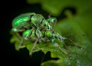 微距镜头下，叶子上两只充满活力的绿色鼠狼特写，展现了大自然的复杂细节