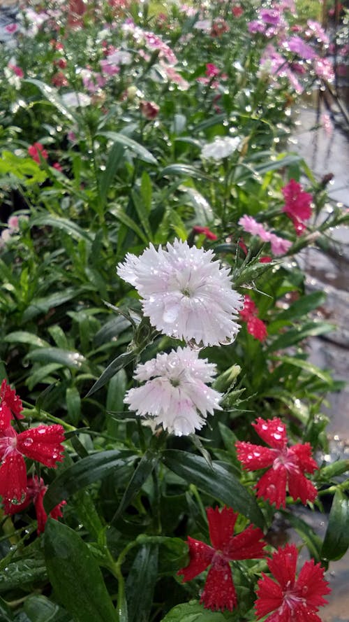 Free stock photo of beautiful flowers, dianthus, winter annuals Stock Photo