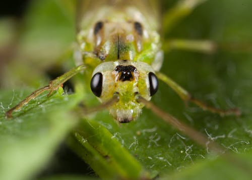 Green Grass Hopper In Der Makrofotografie