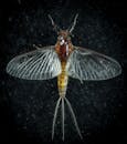 黑色背景上，有翼昆虫的宏观图像细节清晰，展现了透明度和纹理