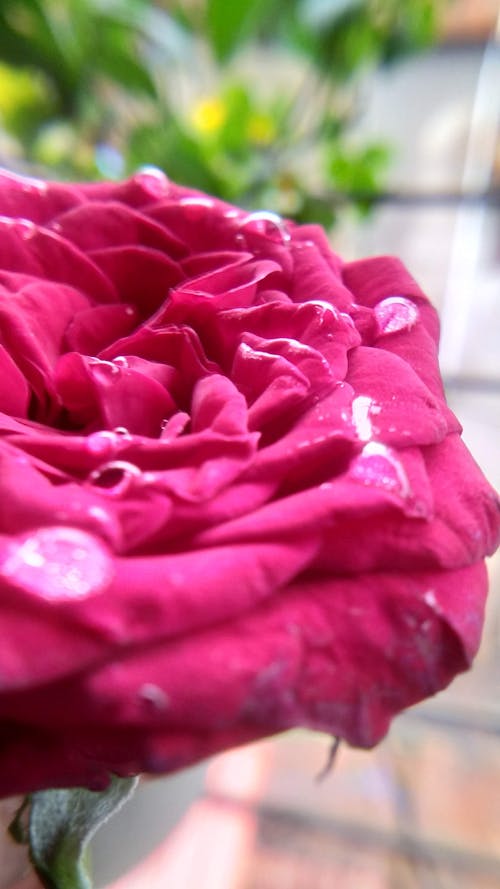 Free stock photo of beautiful flowers, flowers, pink rose Stock Photo