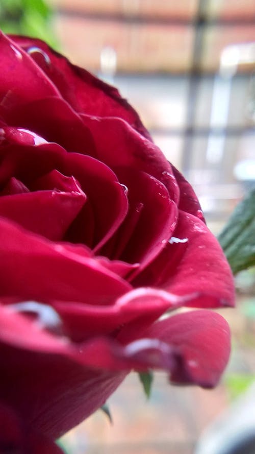 Free stock photo of beautiful flowers, rose Stock Photo