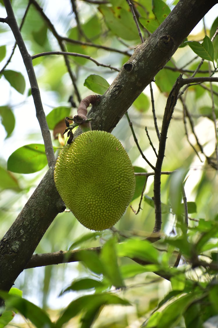 A Jackfruit On The Tree