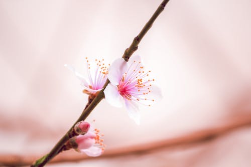 Free White and Purple Flower in Tilt Shift Lens Stock Photo